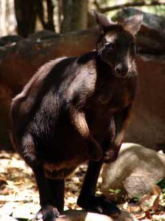 K&auml;nguru