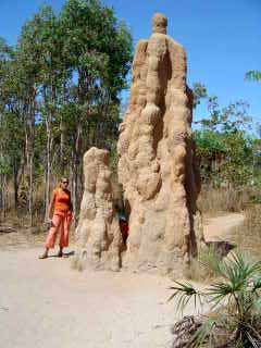 Termites in Australia