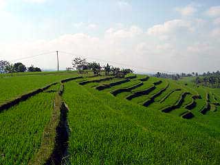 rice paddy