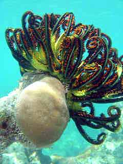 Snorkeling in Karimunjawa