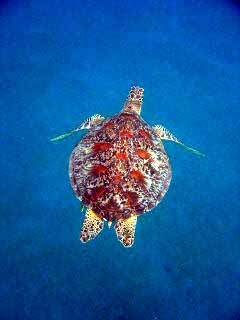 sea turtle