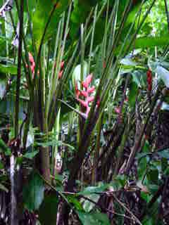 Blumen
