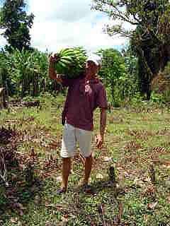 fresh bananas from finca