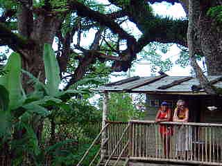 tree house on a finca