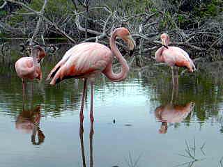 Galapagos flamingos