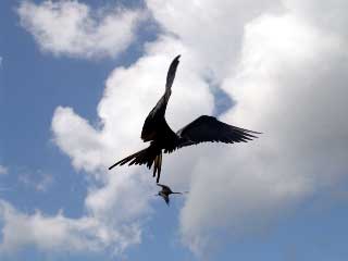 Fregattvogel in Galapagos