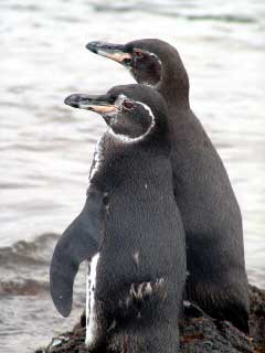 Pinguine auf Galapagos