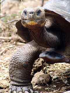 Galapagos giant turtle