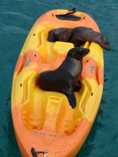Galapagos seals conquer a canoe