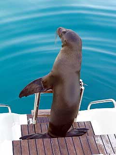 Seehund auf Galapagos