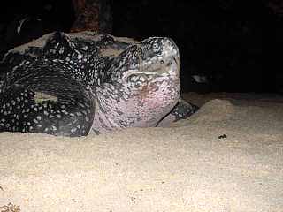 Leatherback