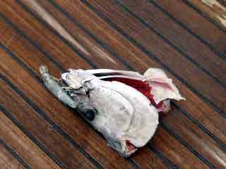 What a shark will leave of a Yellowtail 