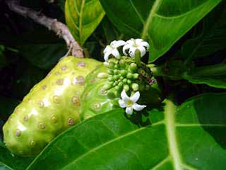 The noni fruit from the Marquesas