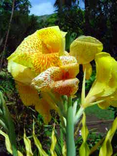 The noni flower from the Marquesas