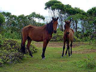 Wild horses on Nuku Hiva