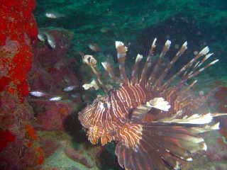 A red-fire fish 