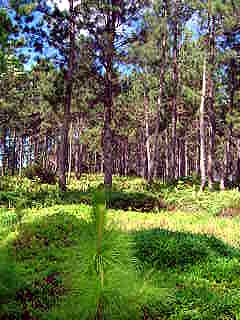Pine trees on the Marqueses